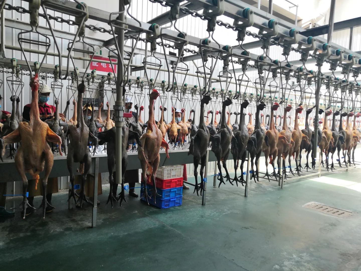 欢迎参观马杨屠宰厂,欢迎采购滇哥鸡!