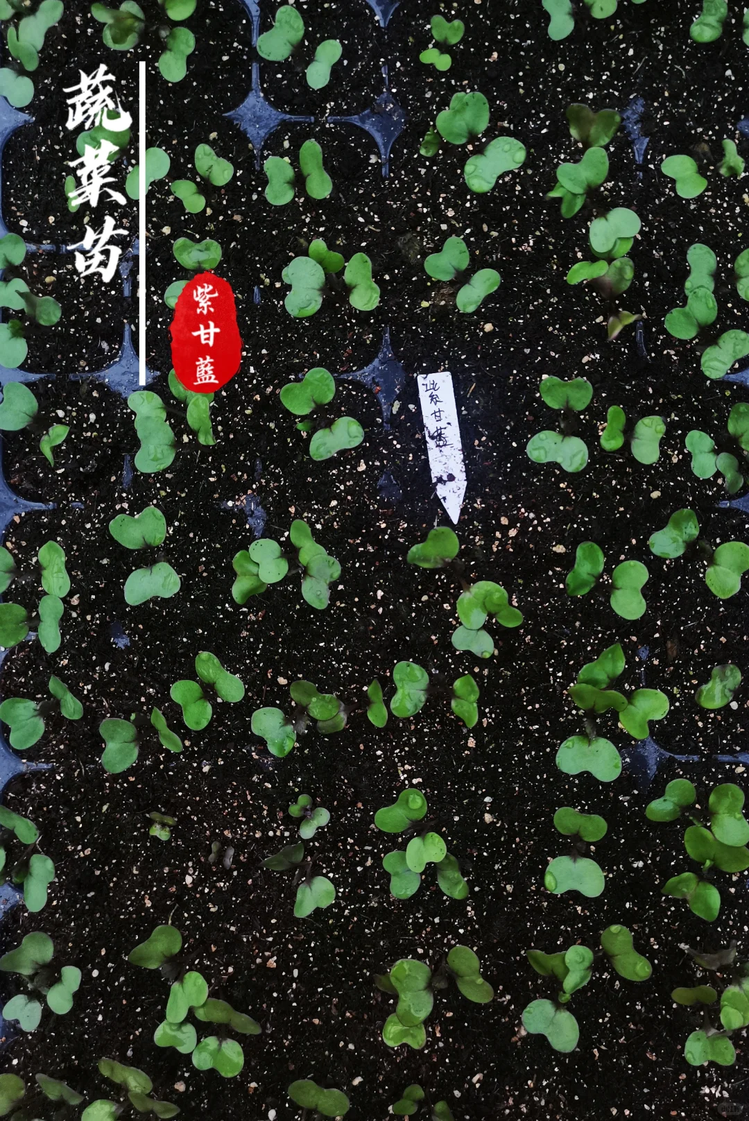 蔬菜苗合集，蔬菜种子播种十天后的样子！