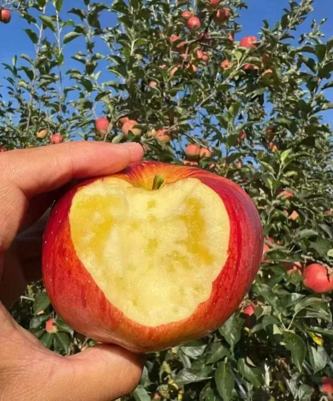 这苹果真的好漂亮啊！