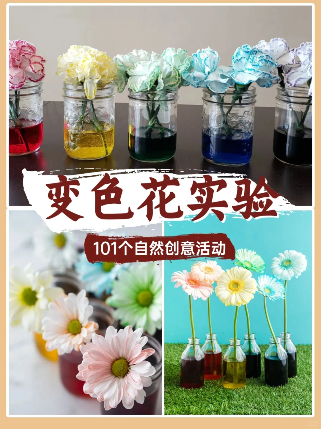 ?【DIY实验】观察白色鲜花如何变色！