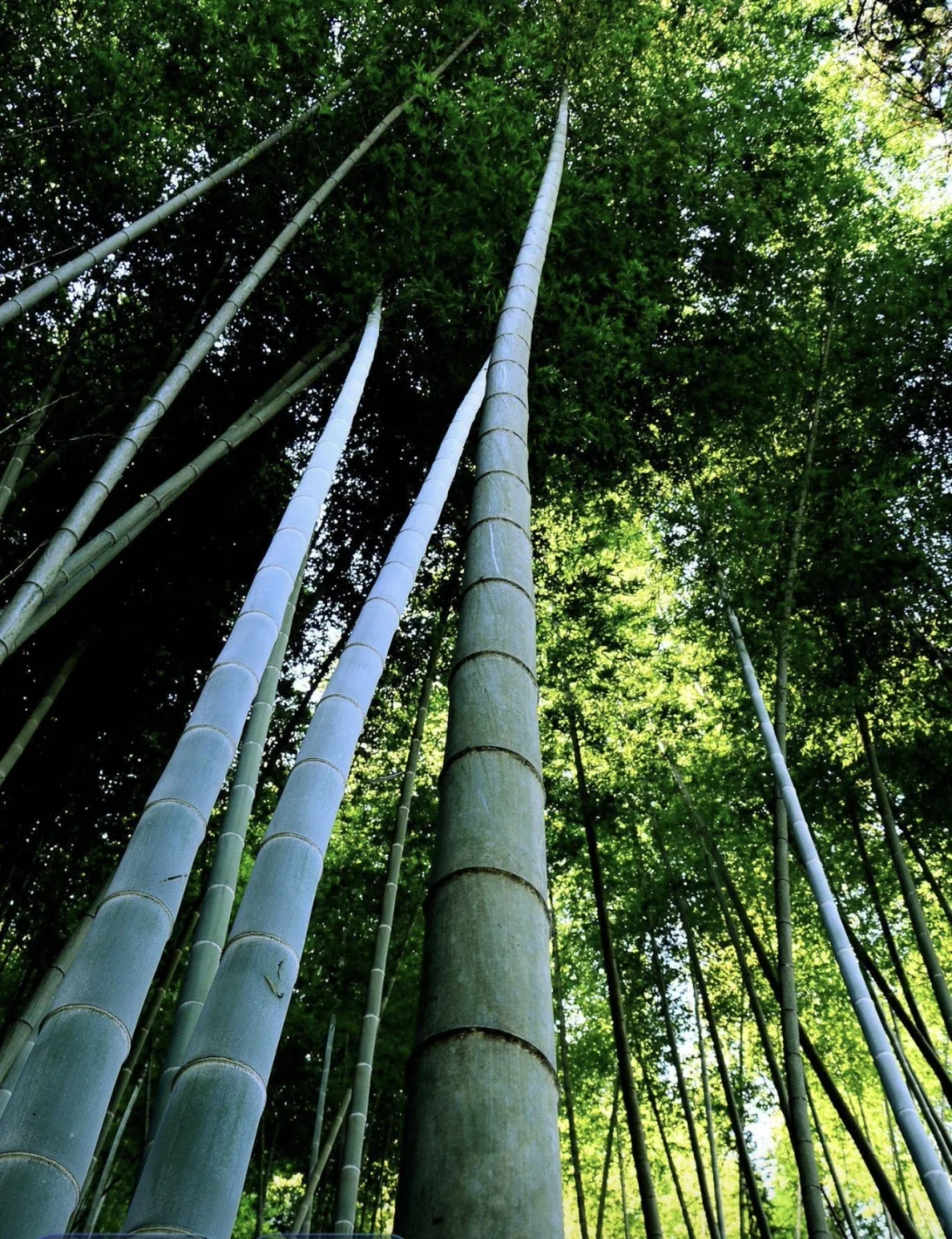 航空纤维板、原竹纤维板