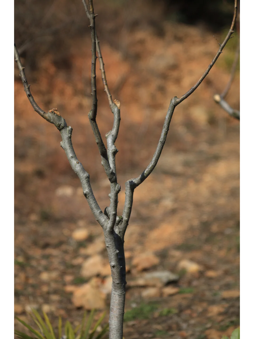 柯达EKTAR 100 3.5二代旁轴镜头，稀土玻璃