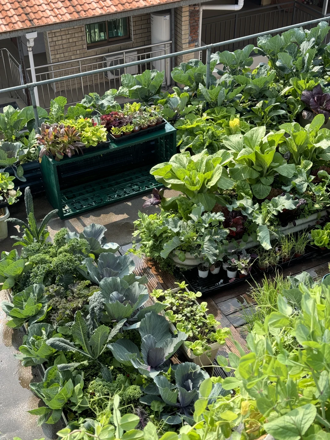 种菜之旅——两个多月的成果