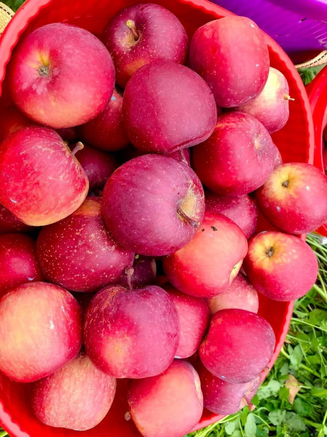 这苹果真的好漂亮啊！