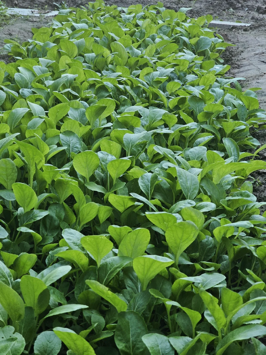 丰收了，蔬菜自由啦