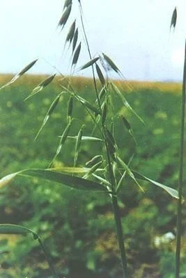 五谷不分的来认五谷