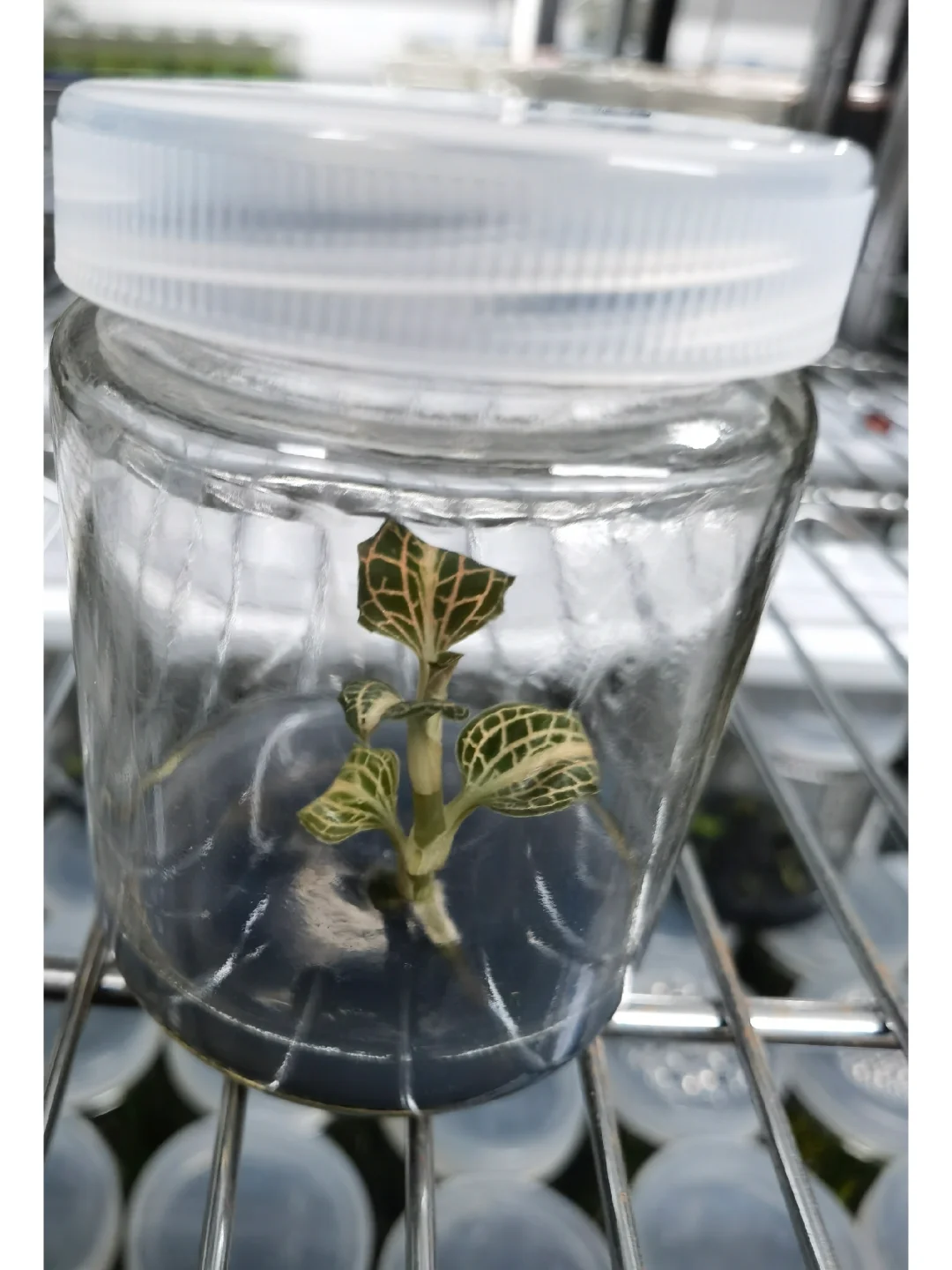 兰花里唯一观叶类型-宝石兰