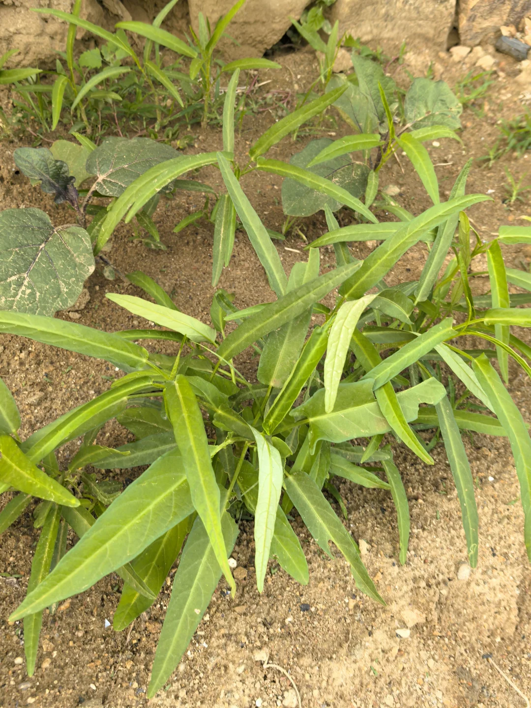 在线猜农作物蔬菜看你能闯到第几张