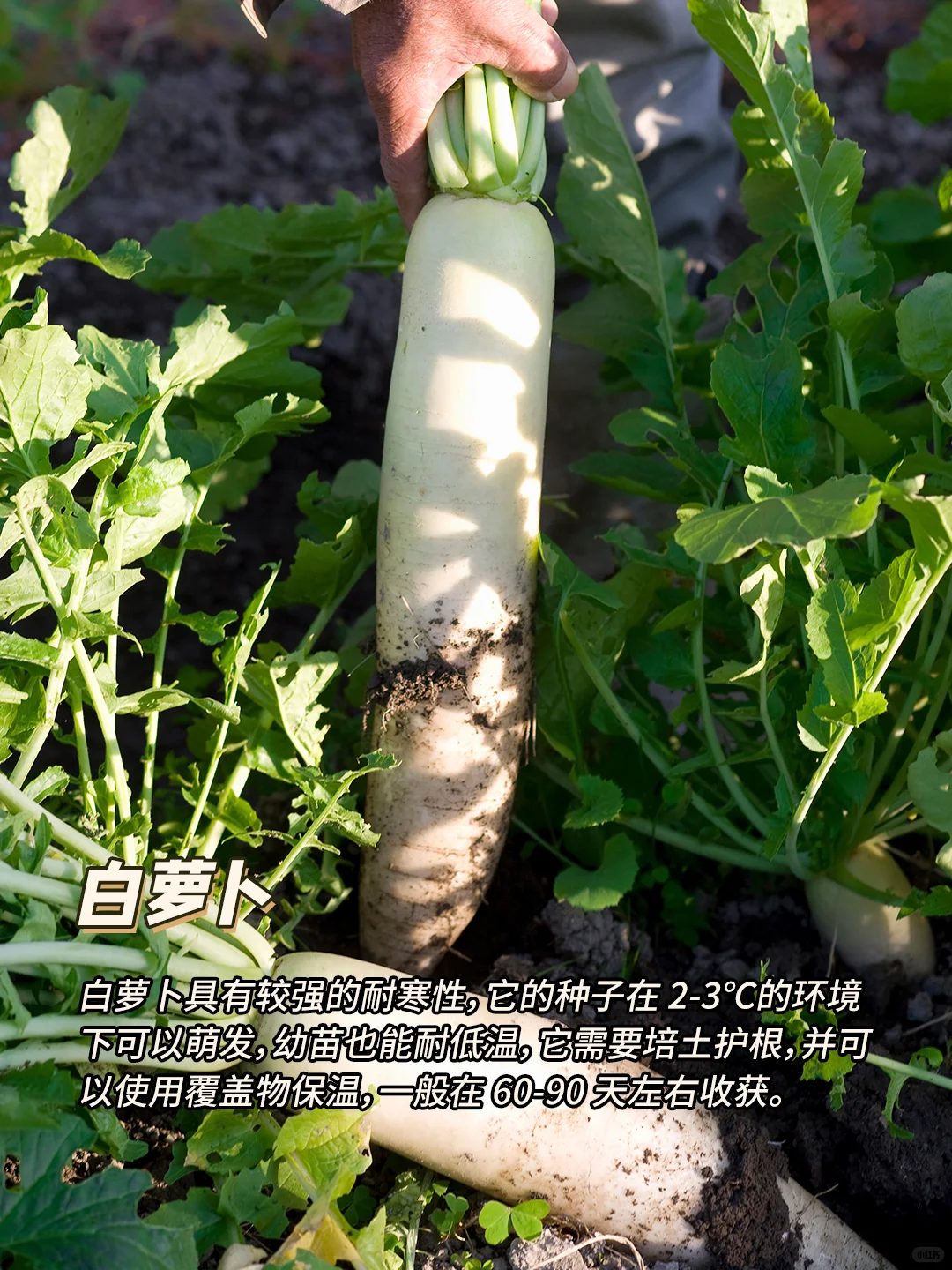 12月种什么菜?9种耐寒蔬菜，好吃又好种