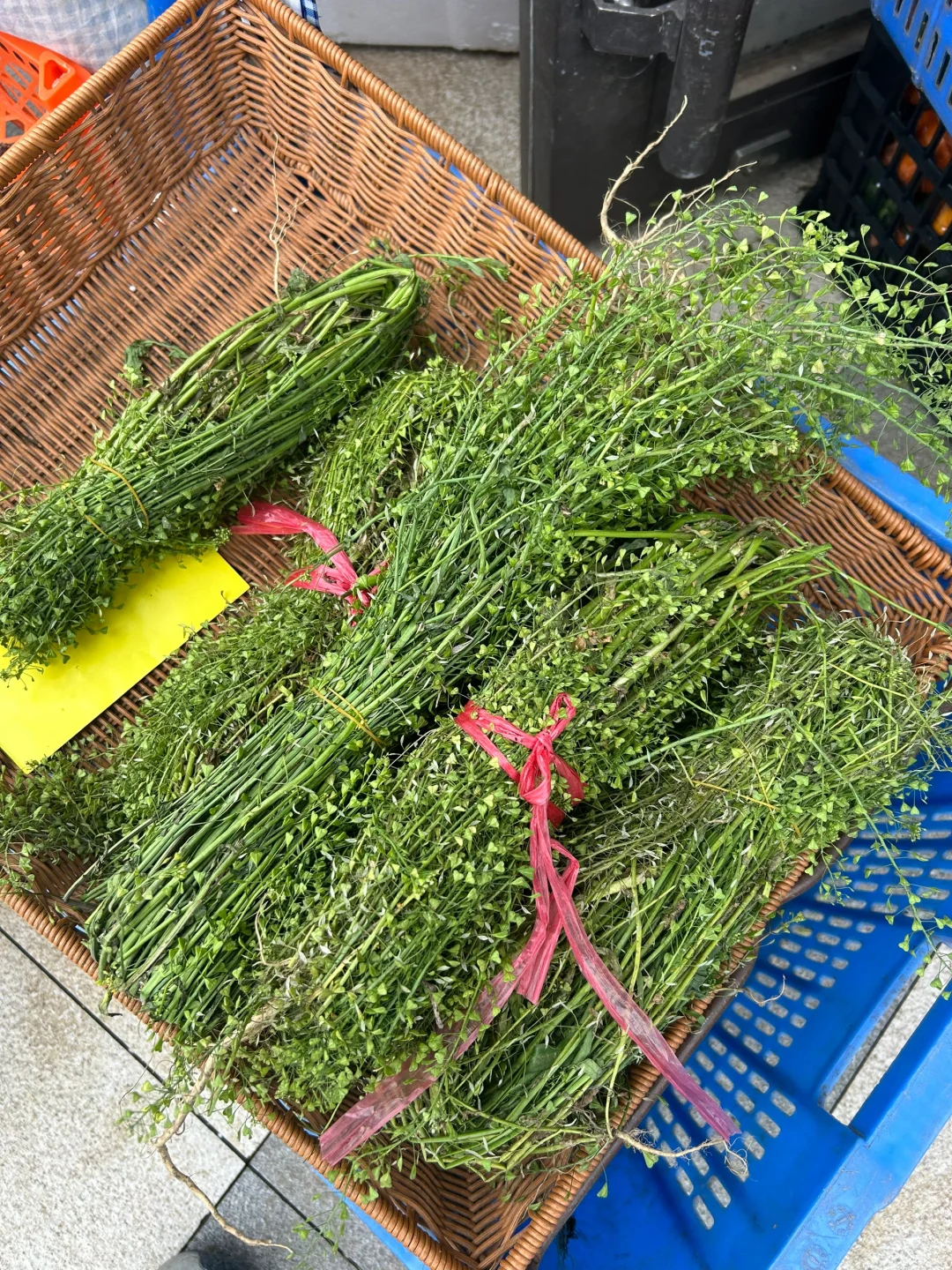 看到好看的蔬菜真的想尖叫！