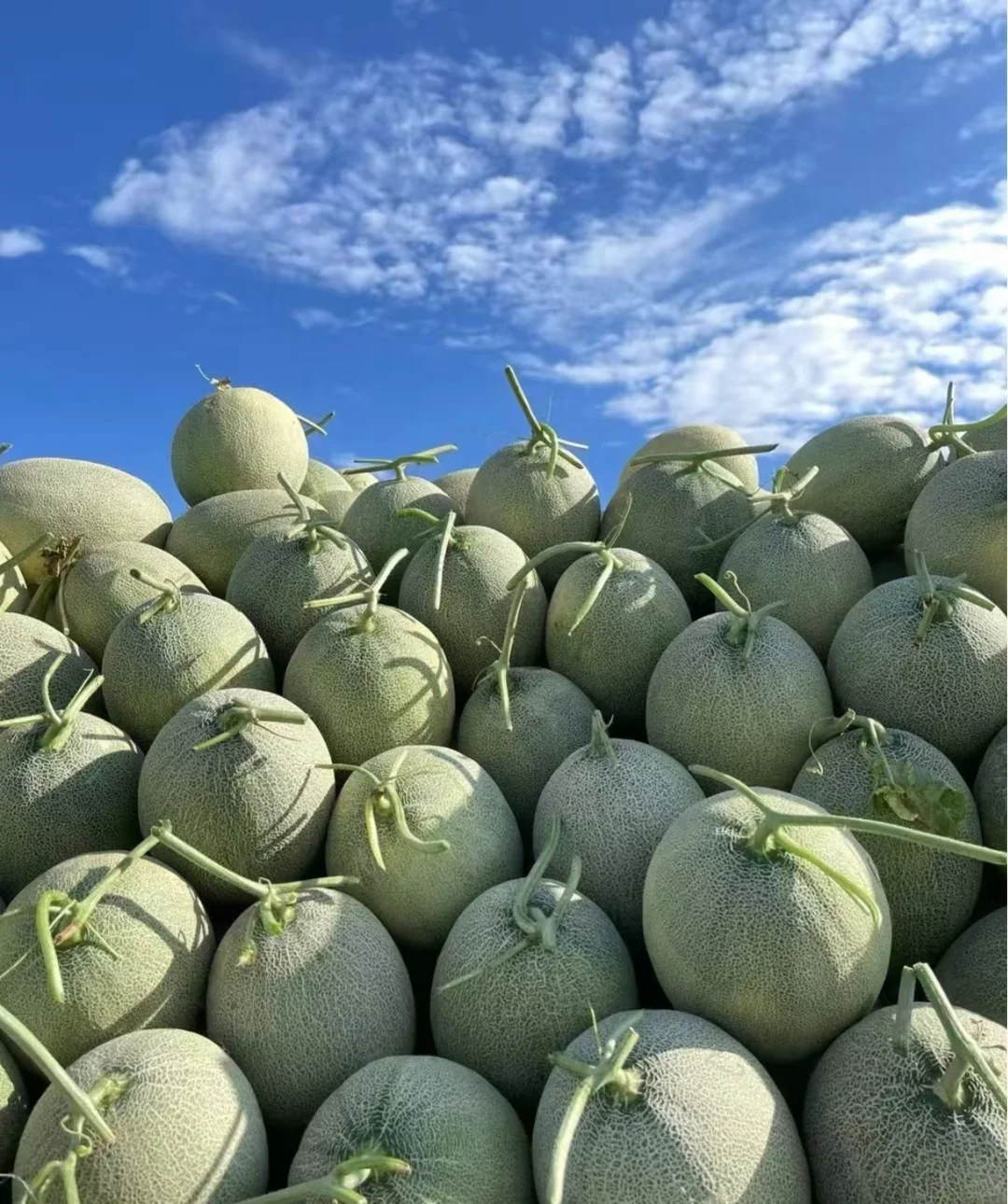 长期大量收购蔬菜、水果精品货源