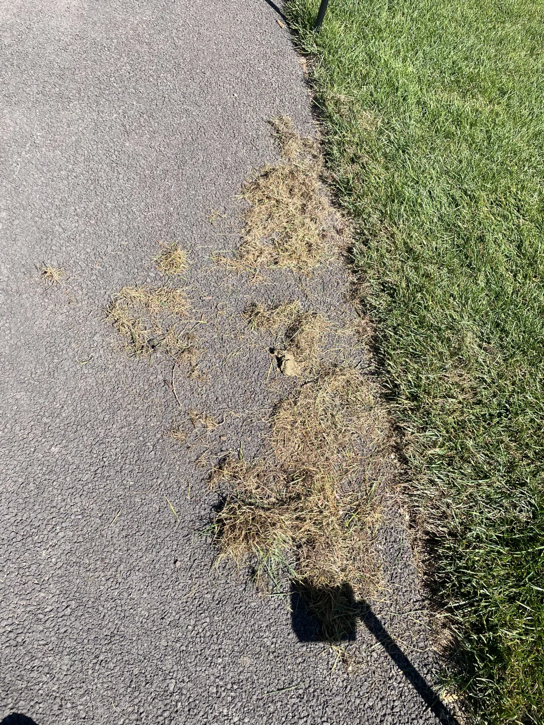 入冬前的草坪维护（1）