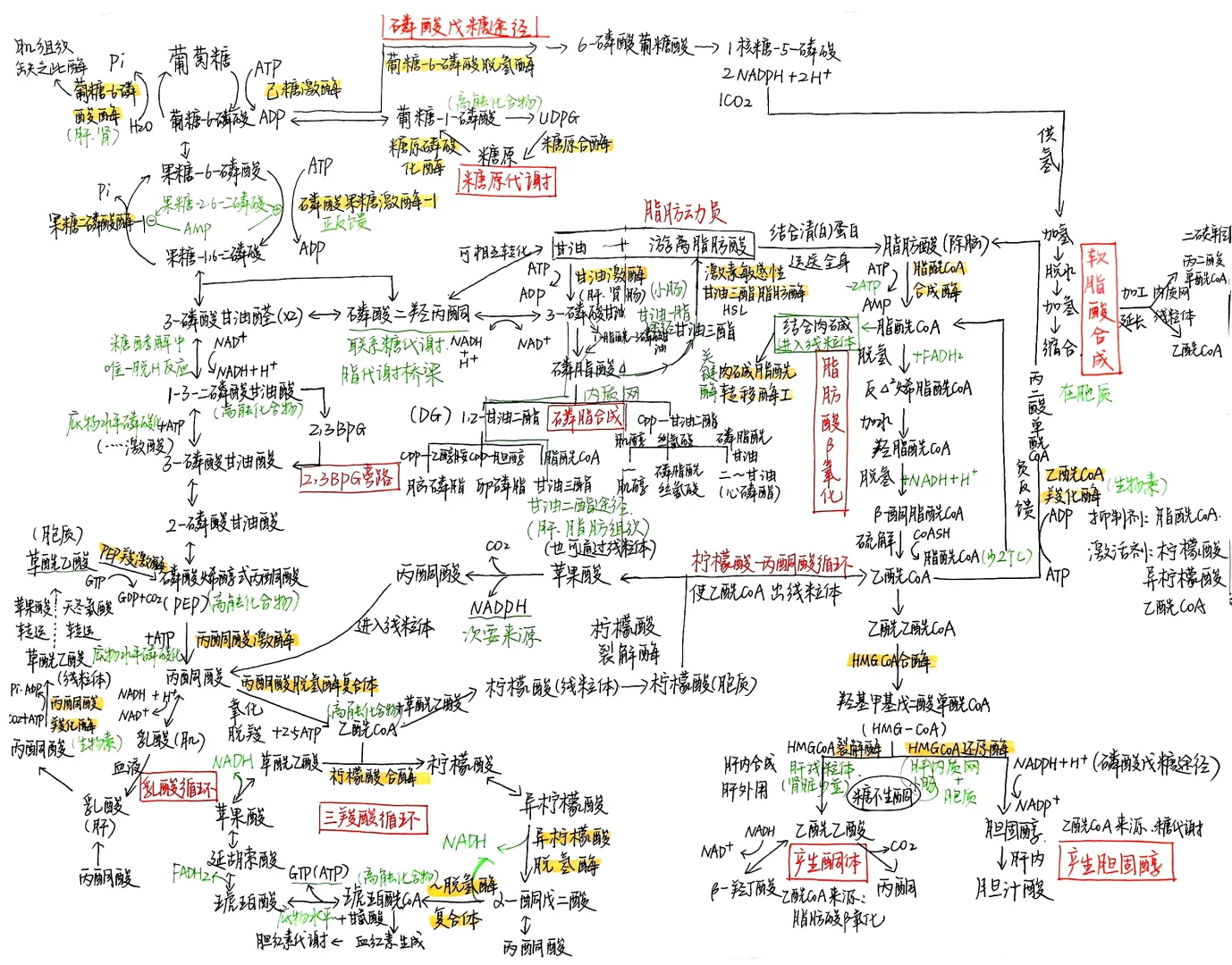 生物化学|笔记合集
