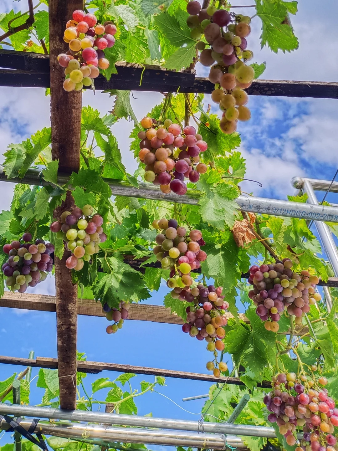 属于自己的小自然世界～我的楼顶果园