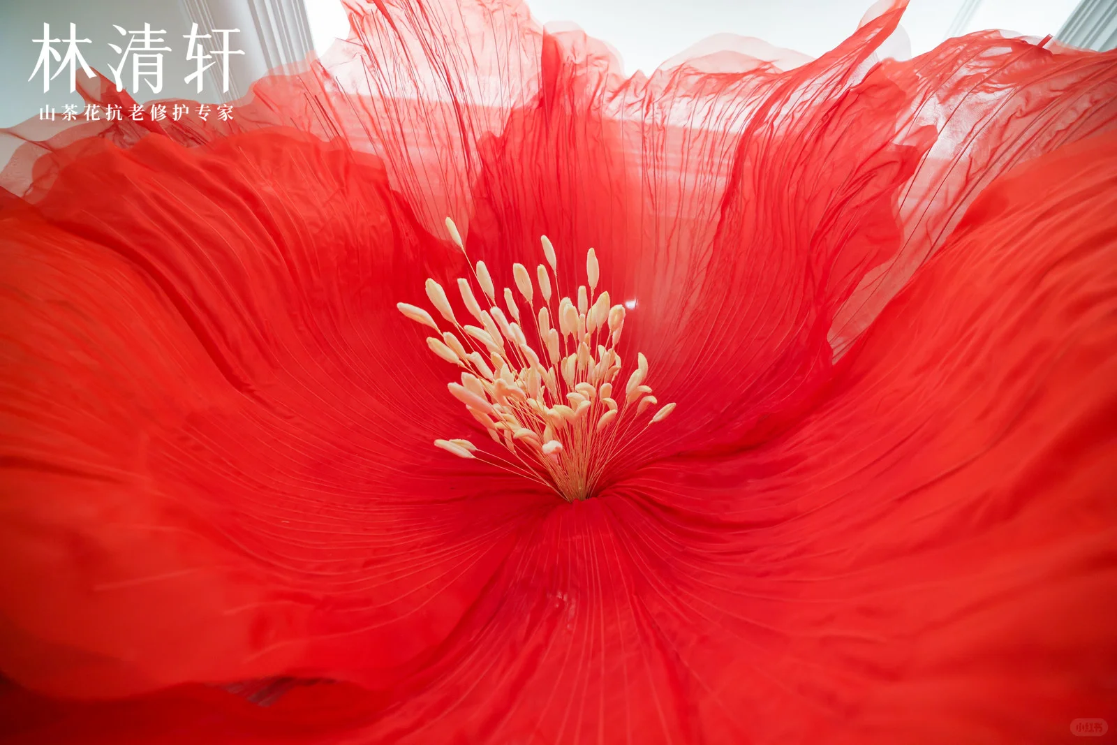 灵动|巨物山茶花装置|北京丽思卡尔顿酒店