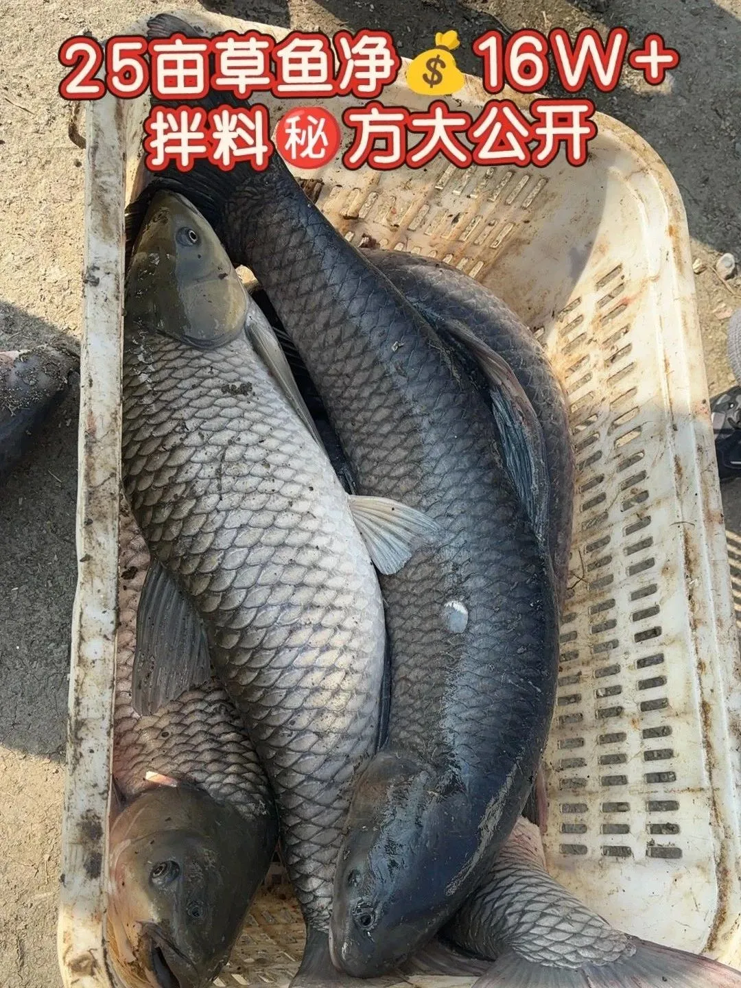 25亩草鱼塘连年赚！无抗无病，拌料秘方公开