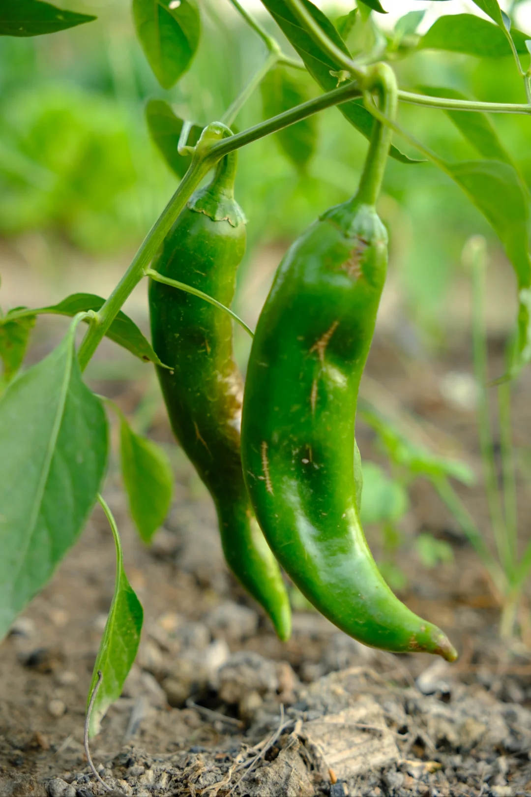 富士随拍｜菜园里的治愈色