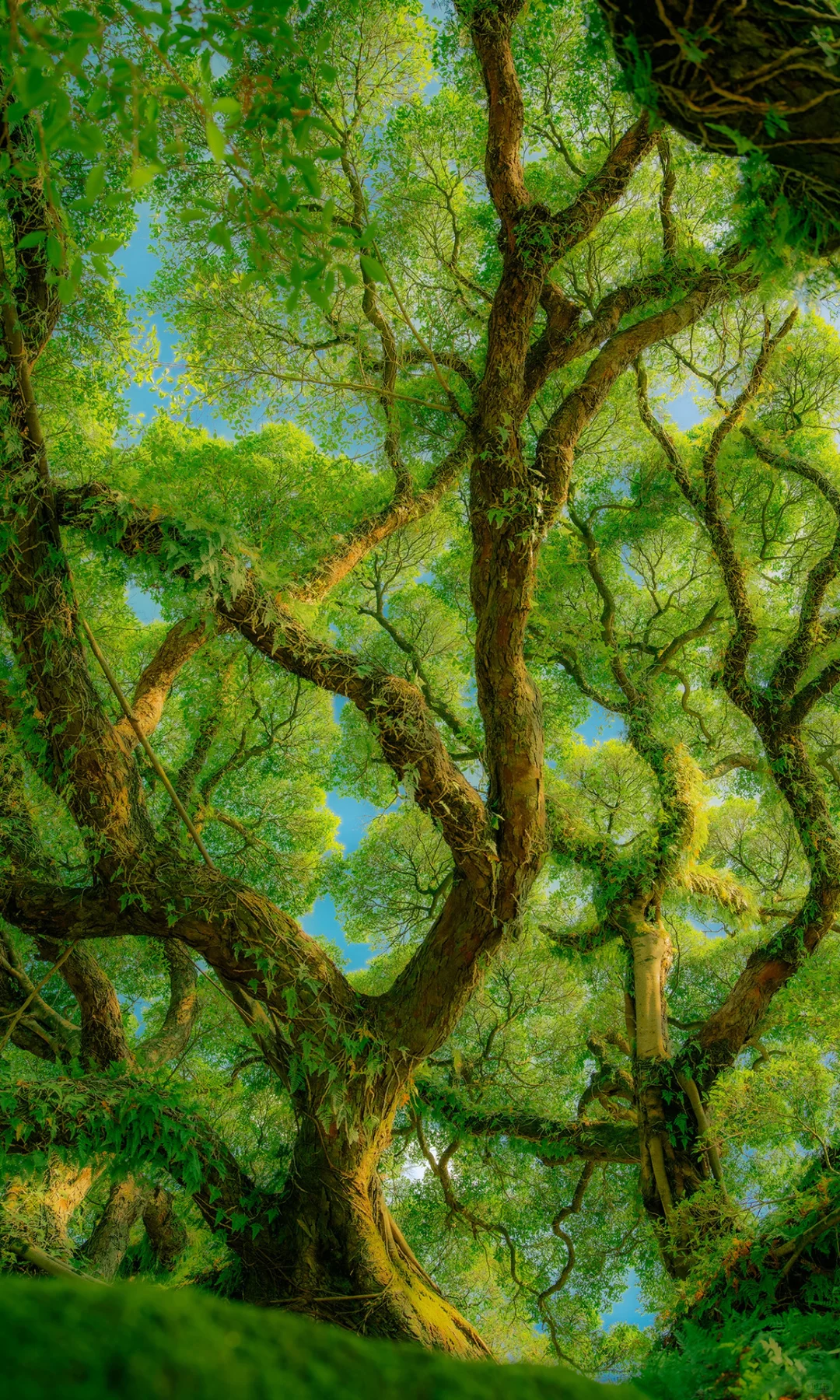 ? ?????? ???? | 独木的森林