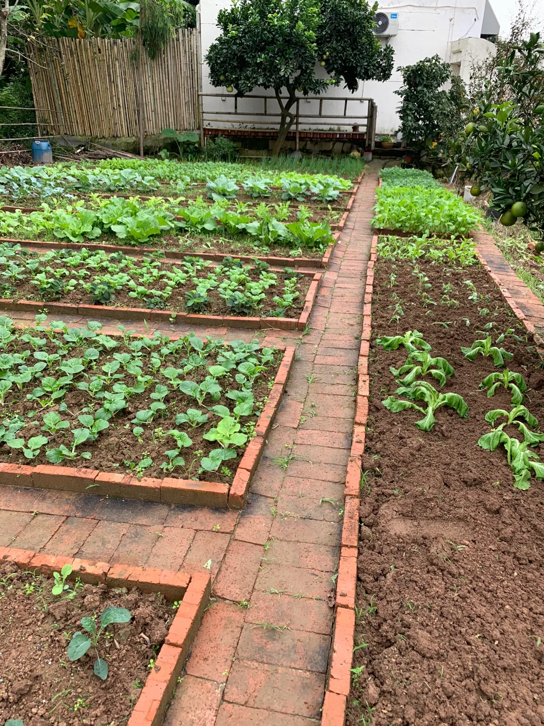 秋雨中的小菜园