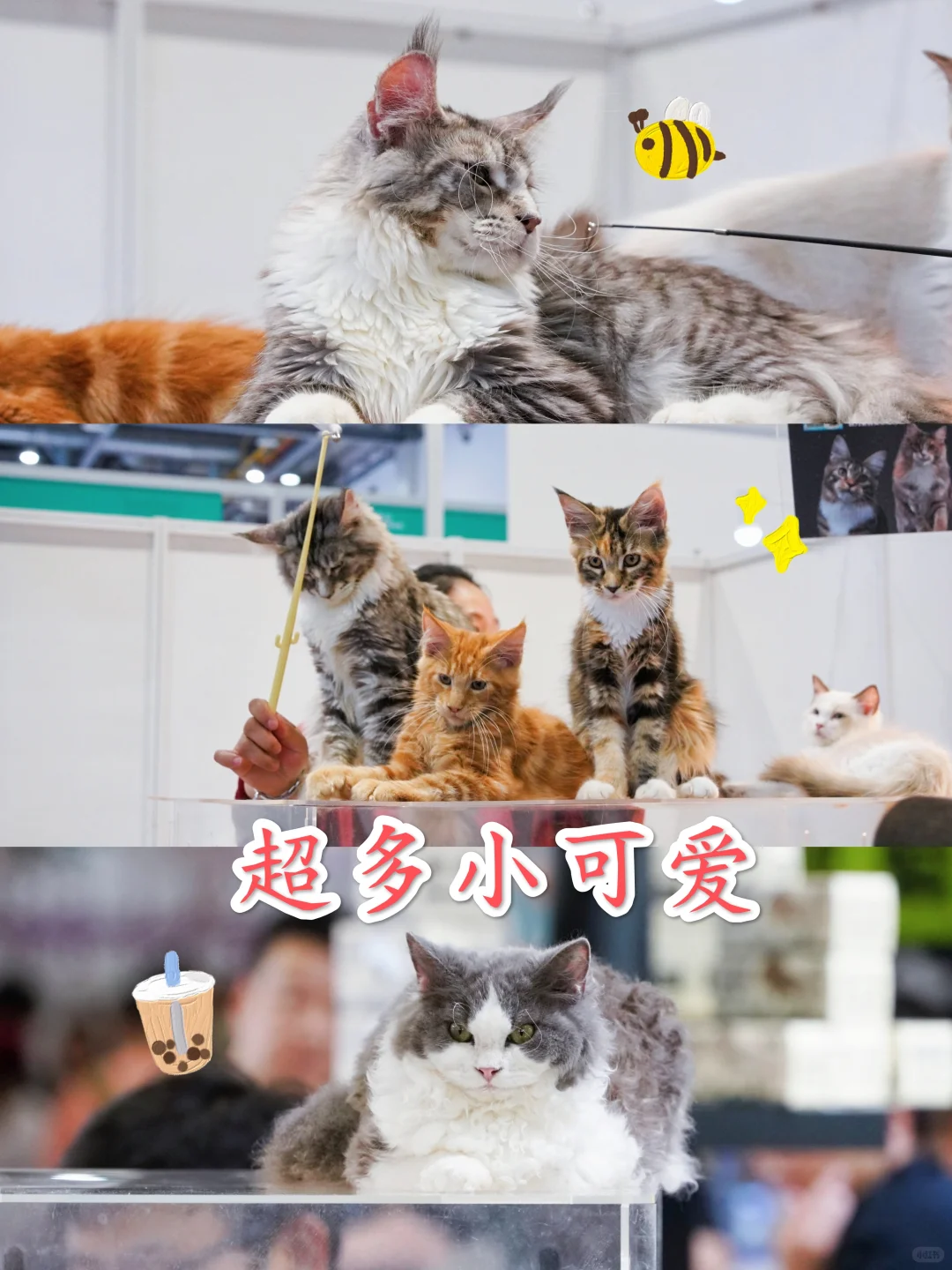 杭州宠友集合！超值得冲的宠物展来啦?