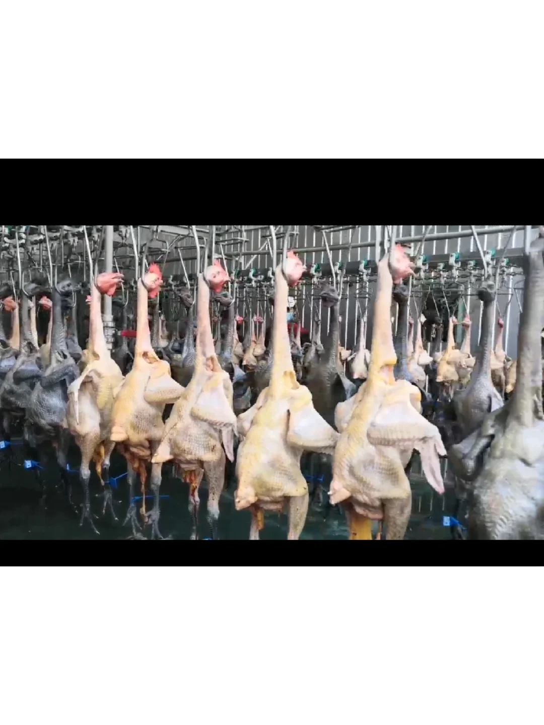 欢迎参观马杨屠宰厂,欢迎采购滇哥鸡!