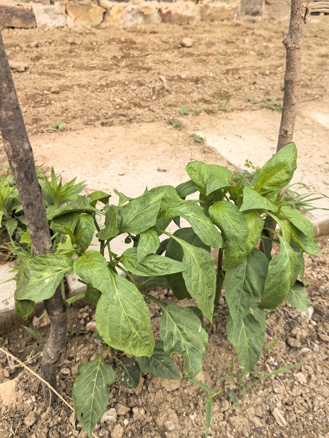 在线猜农作物蔬菜看你能闯到第几张