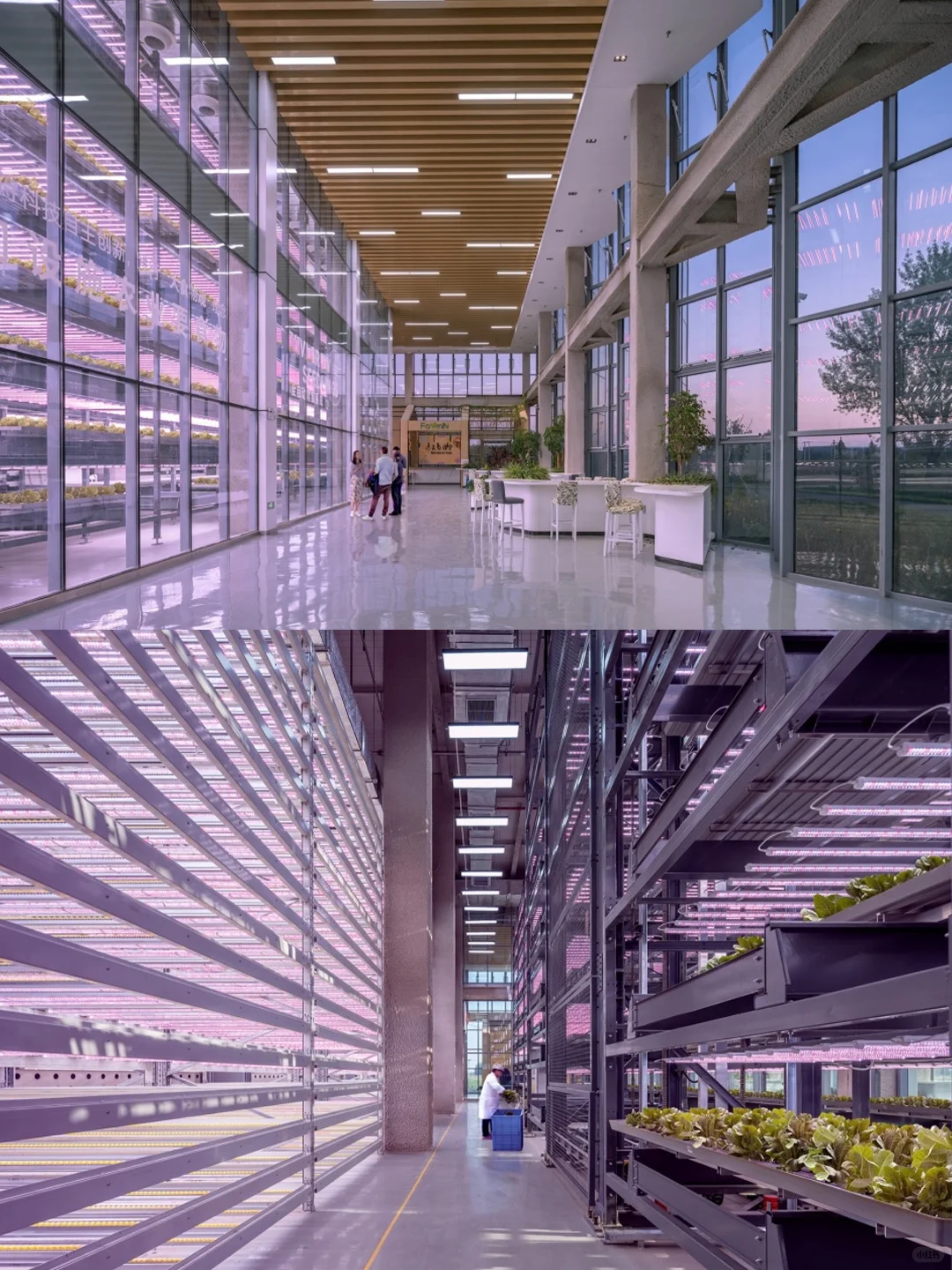 折叠玻璃立面?都市农业的未来长这样