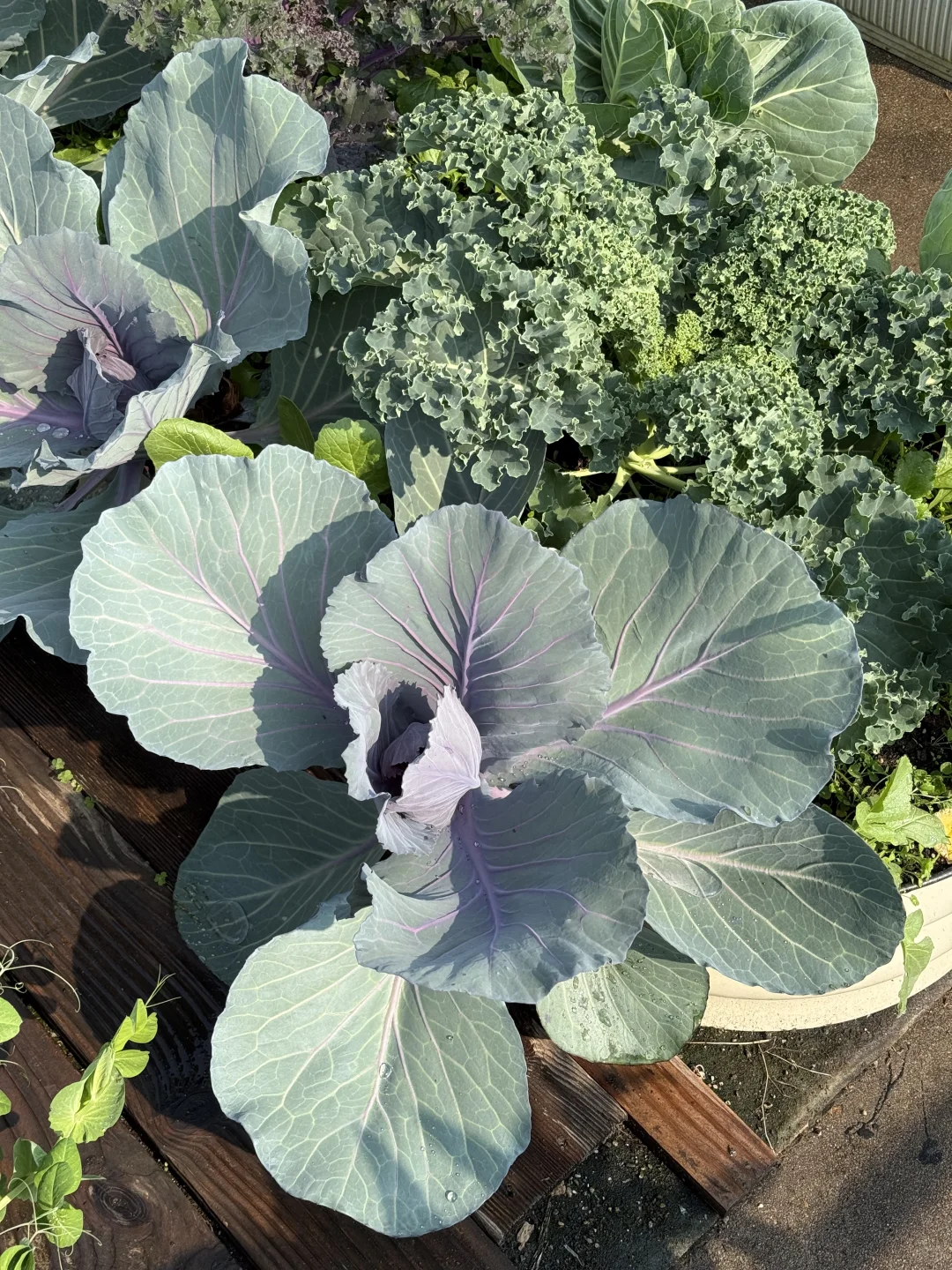 种菜之旅——两个多月的成果