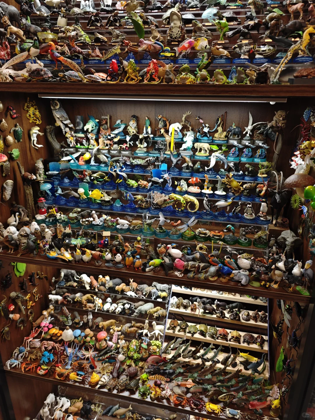 如何在家中拥有一个动物世界?