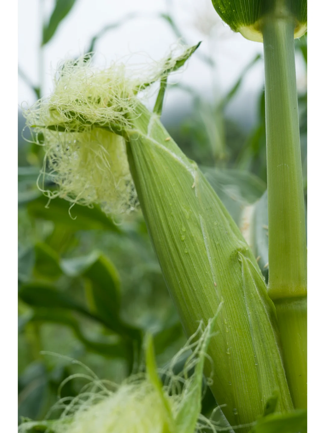 自然农法种出来的蔬菜，真正的纯天然无污染