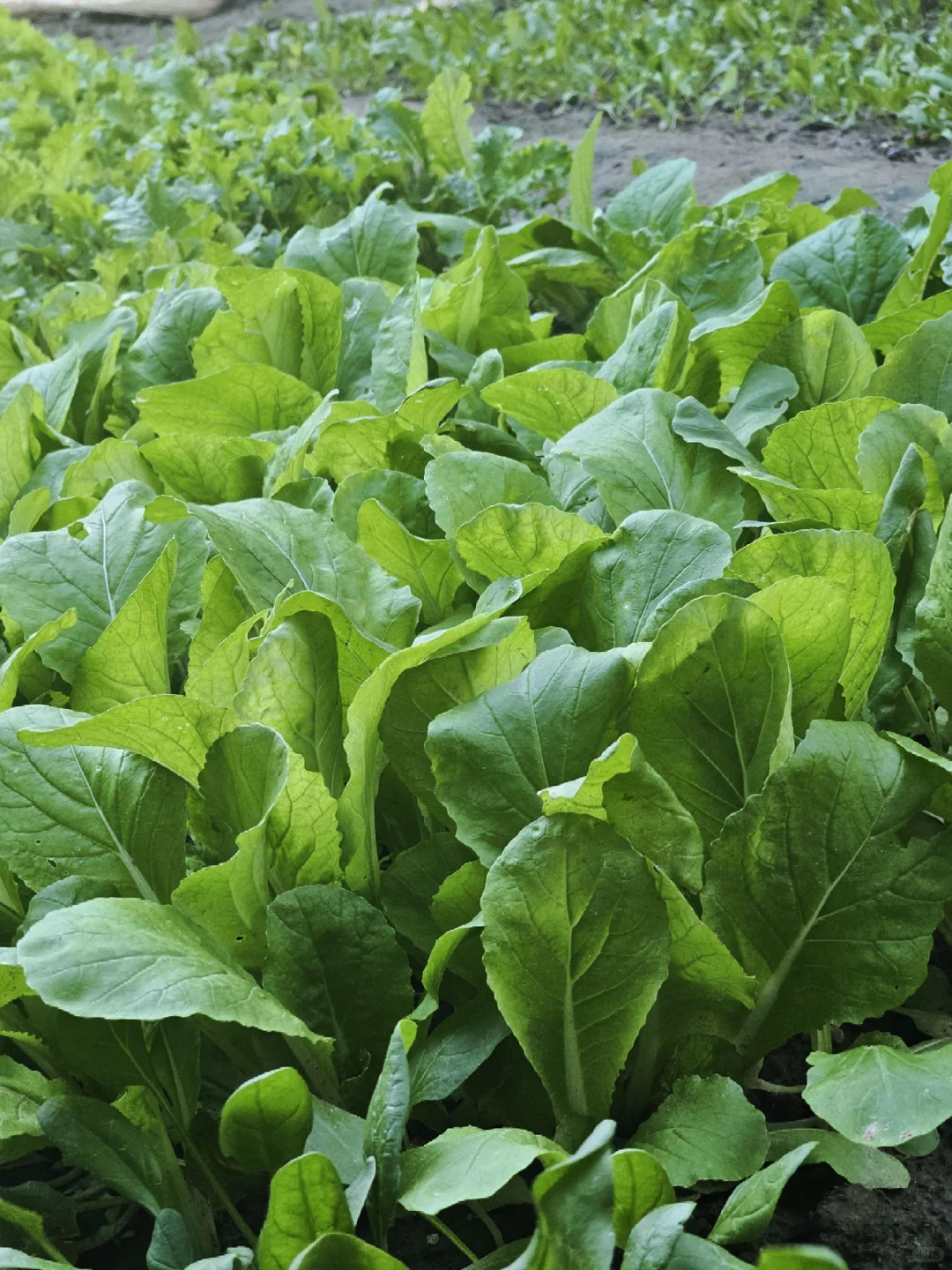 丰收了，蔬菜自由啦