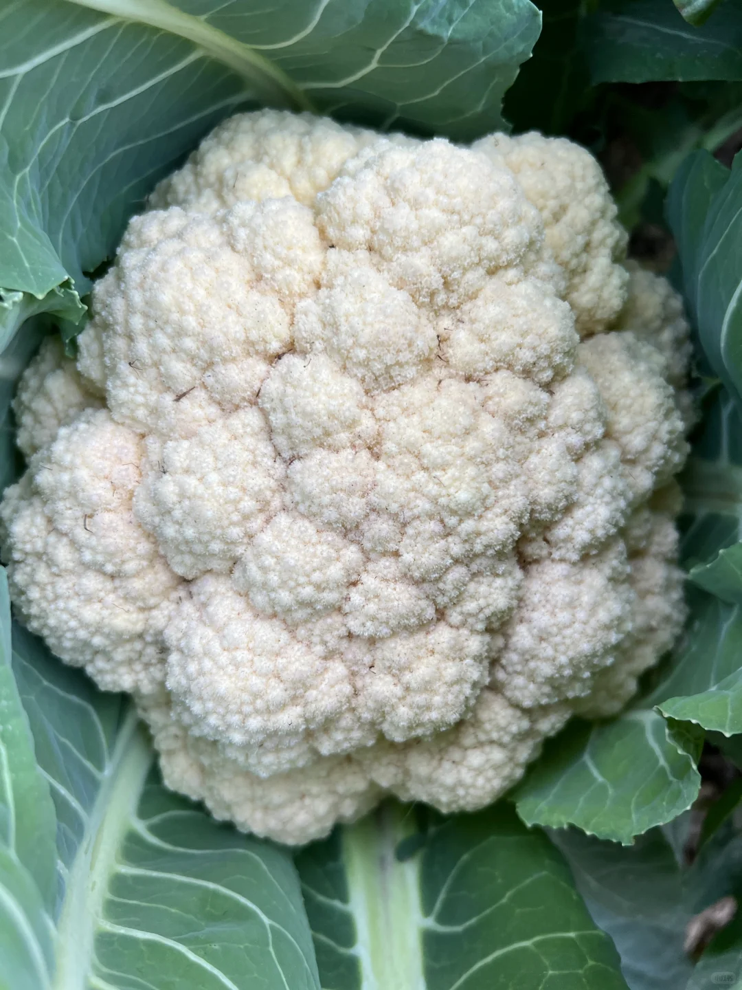 ?补上篇放不下图的冬季蔬菜?