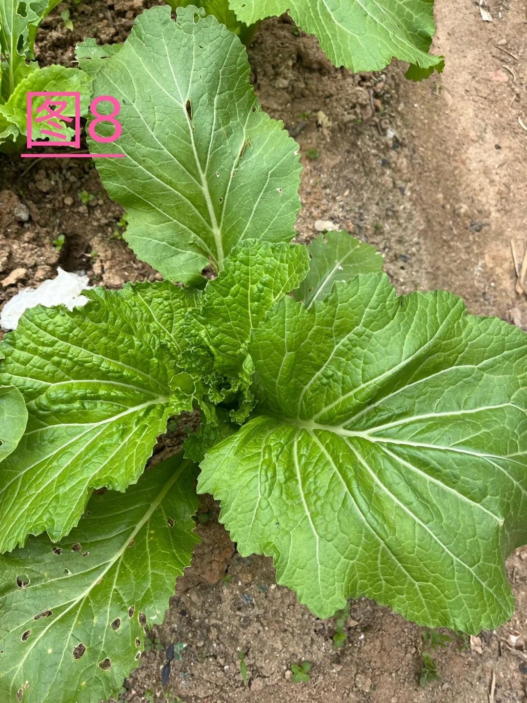 你能认识几种蔬菜呢，我反正没有认全