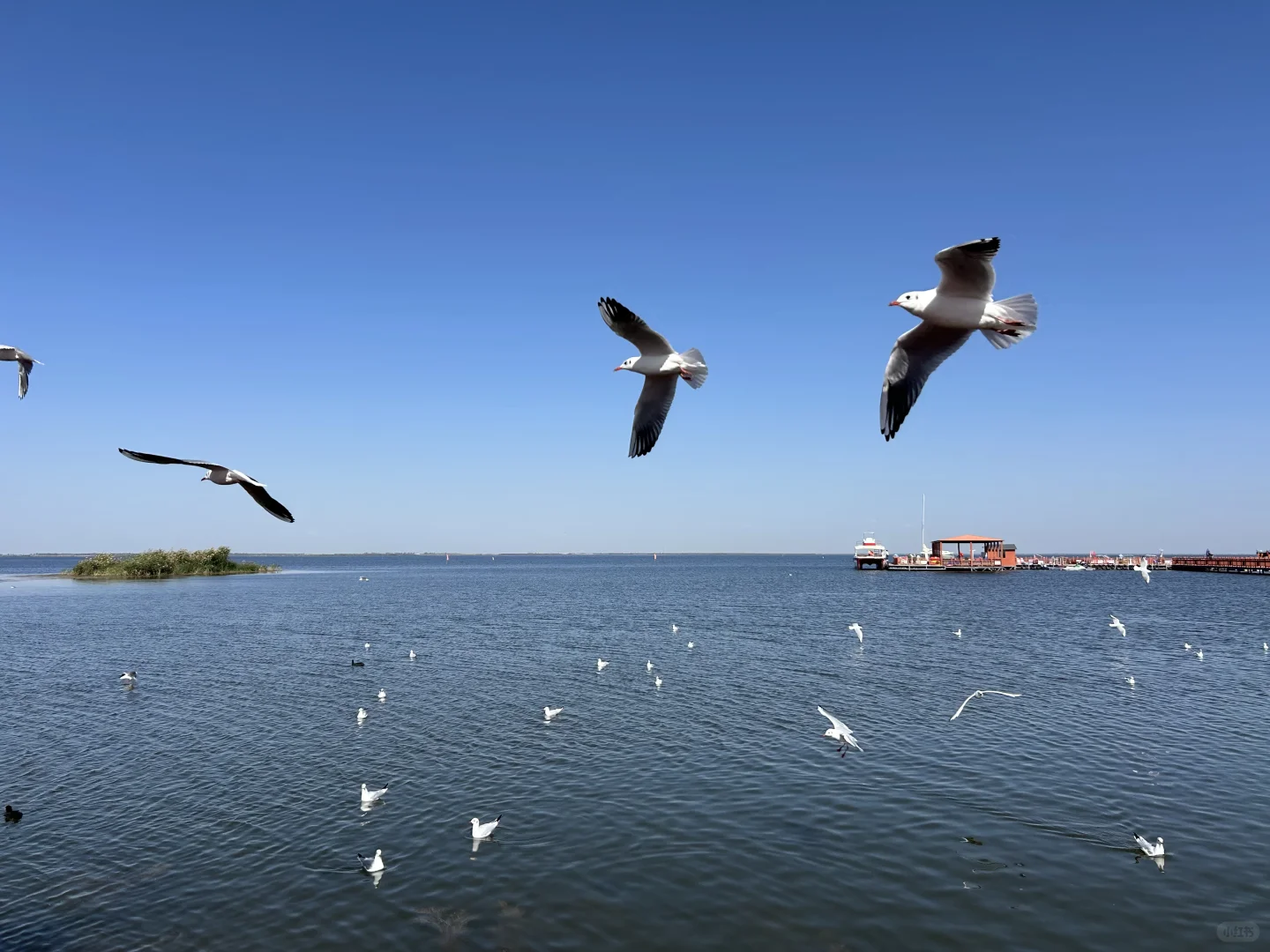 乌梁素海（内蒙·巴彦淖尔·乌拉特前旗）