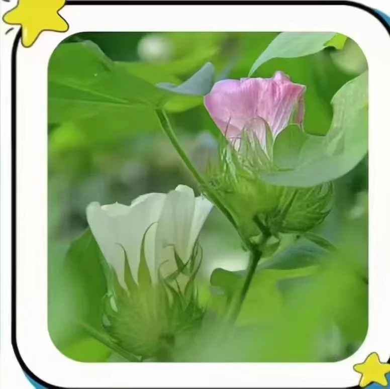 农作物，你能认识几个？？