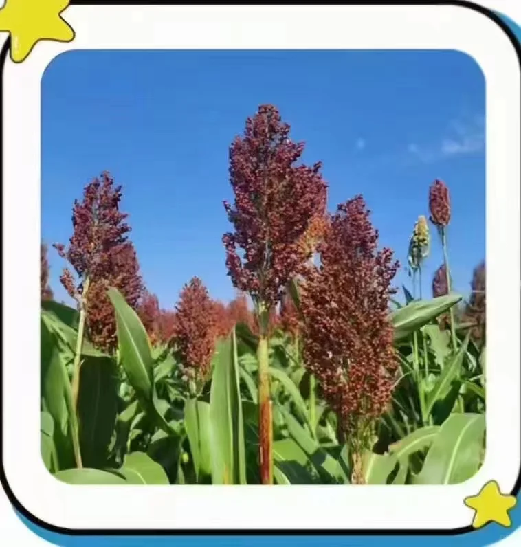 农作物，你能认识几个？？