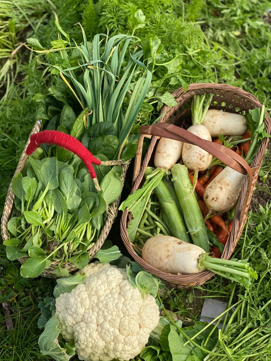 去田里买菜这件事太有情绪价值啦❤️☀️?
