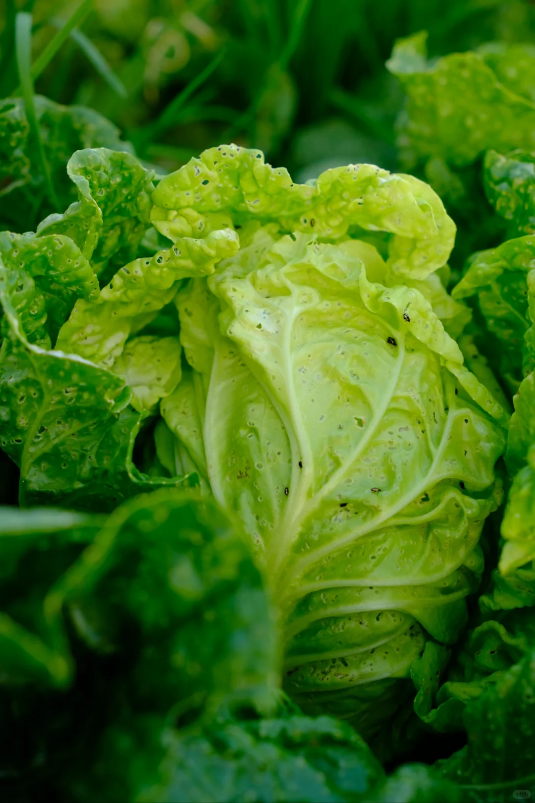 富士随拍｜菜园里的治愈色