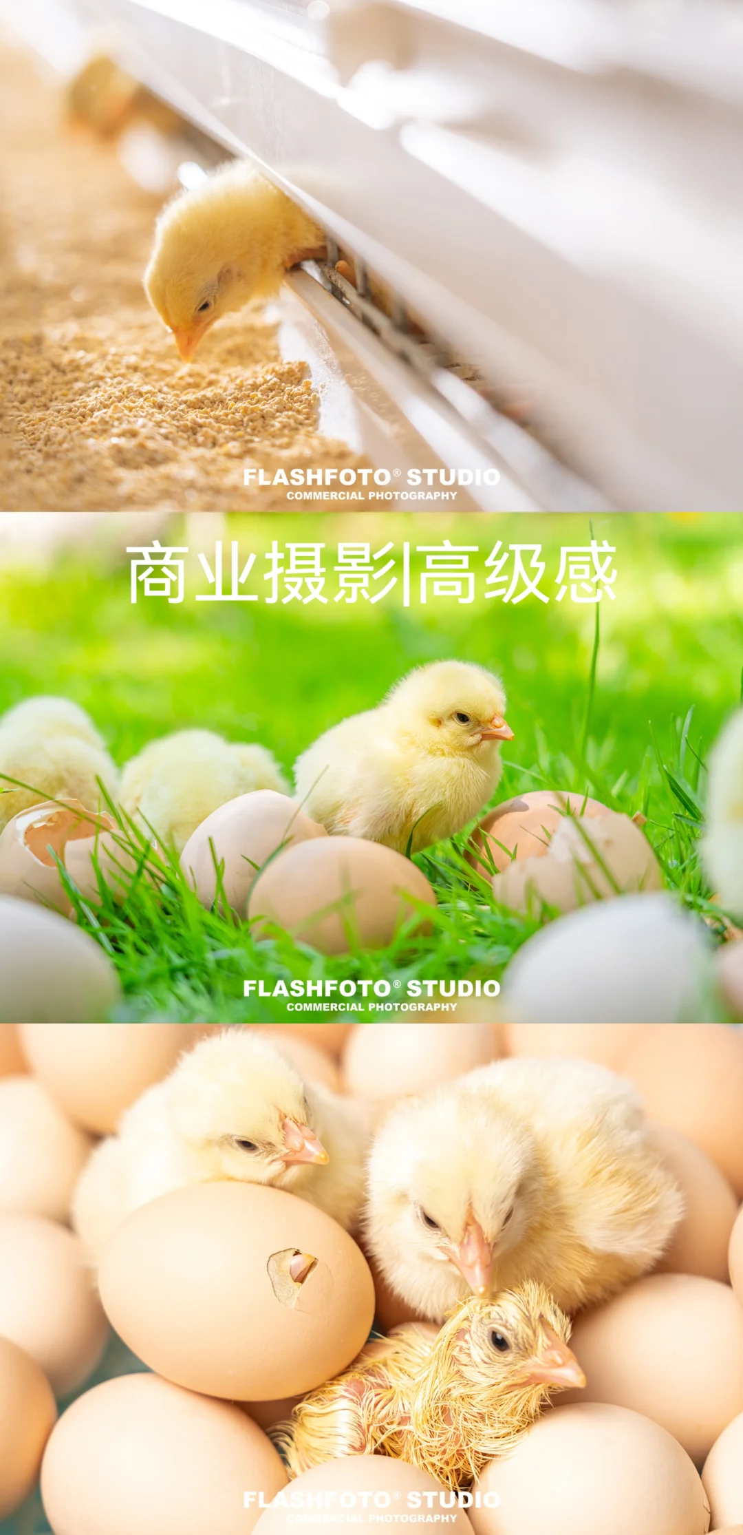畜牧业商业拍摄|高级感