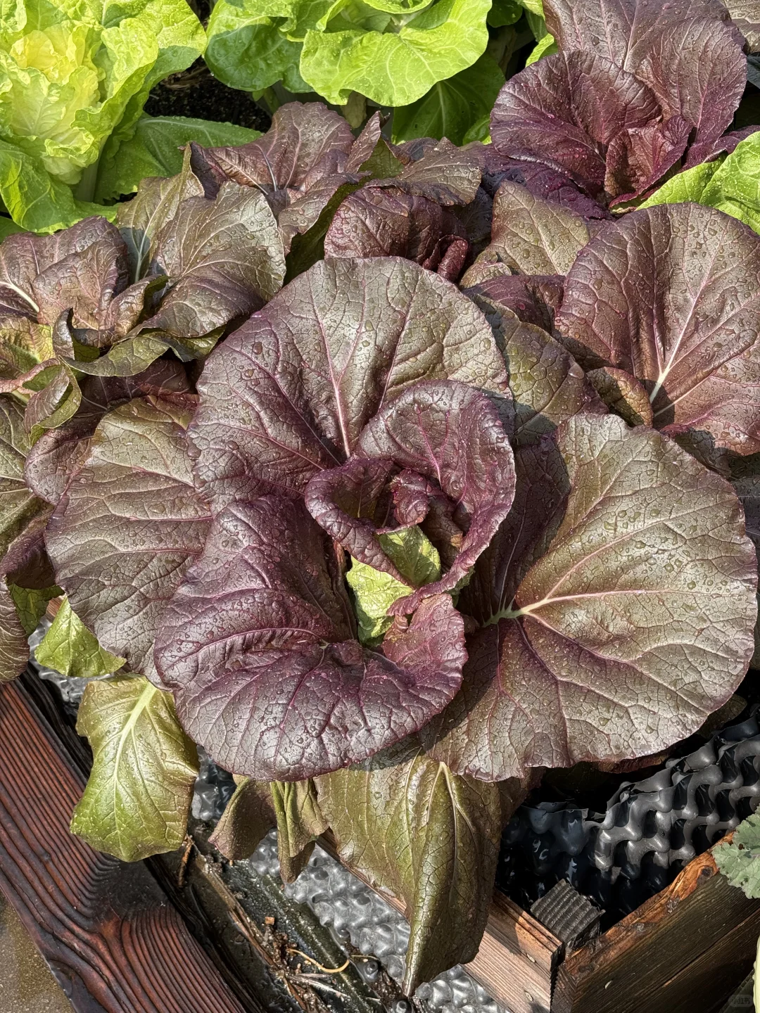 种菜之旅——两个多月的成果