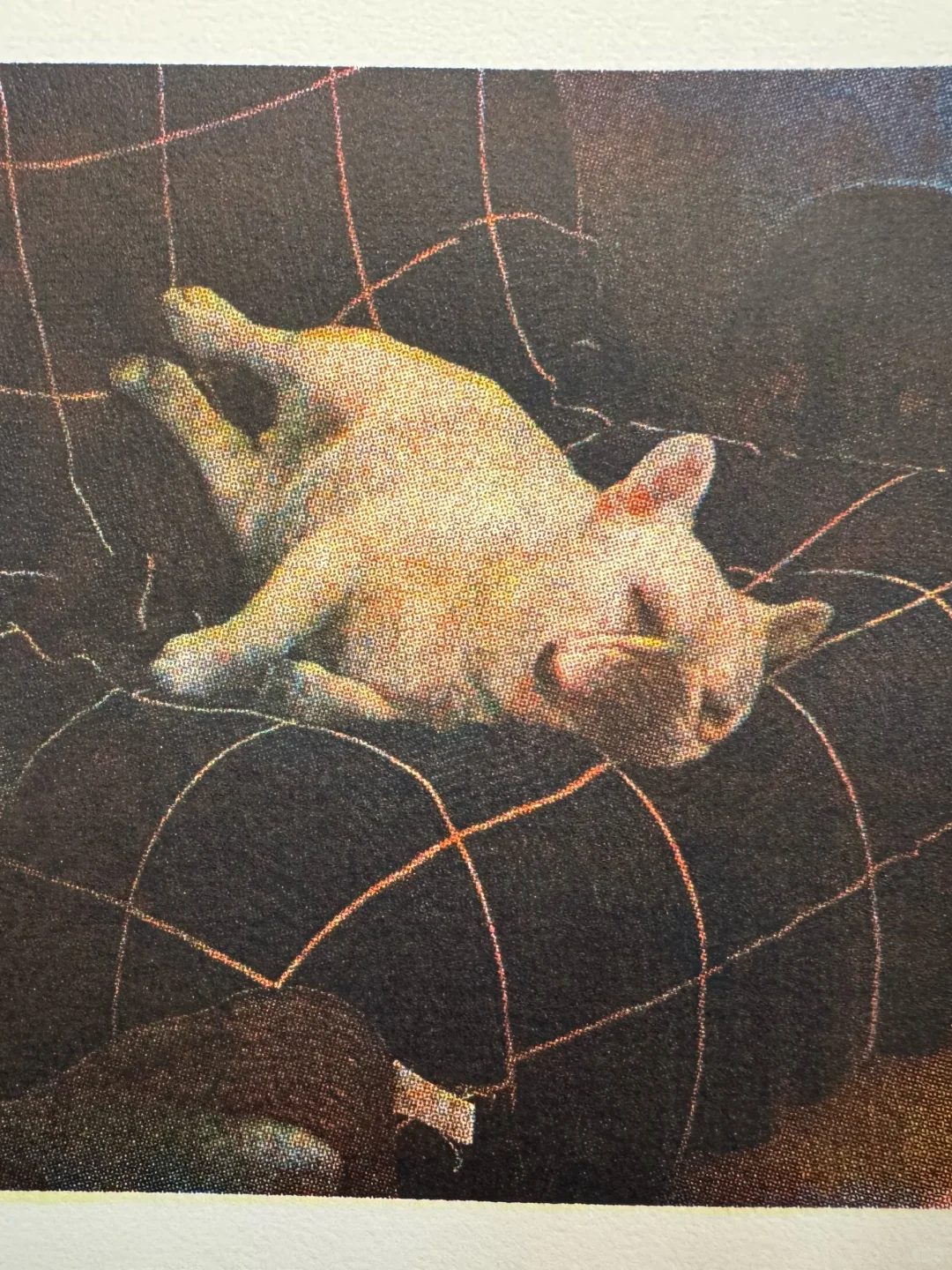 这照片的质感是自己能印出来的?!?