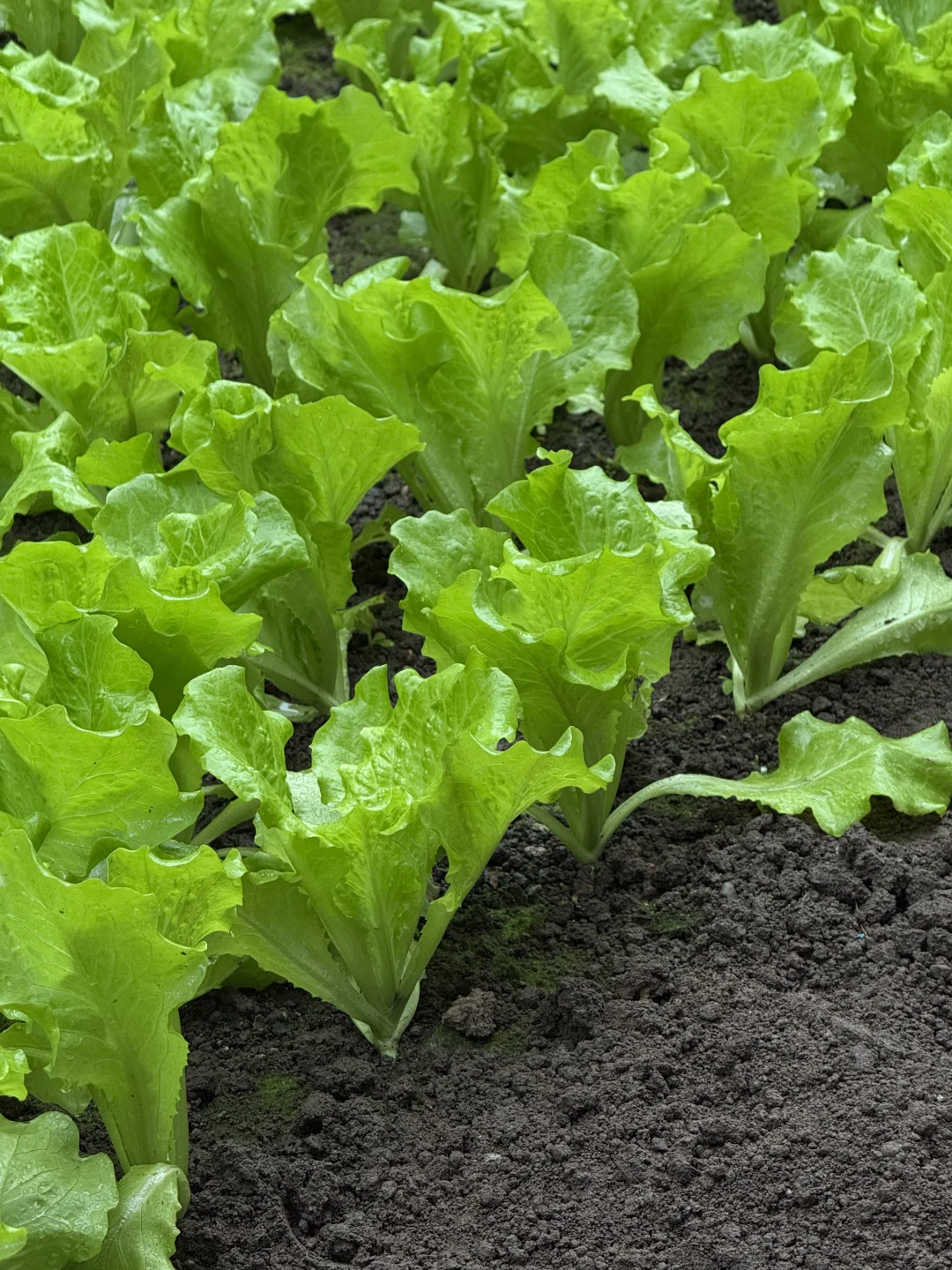 “天呐：永远没有一根杂草的菜地……”