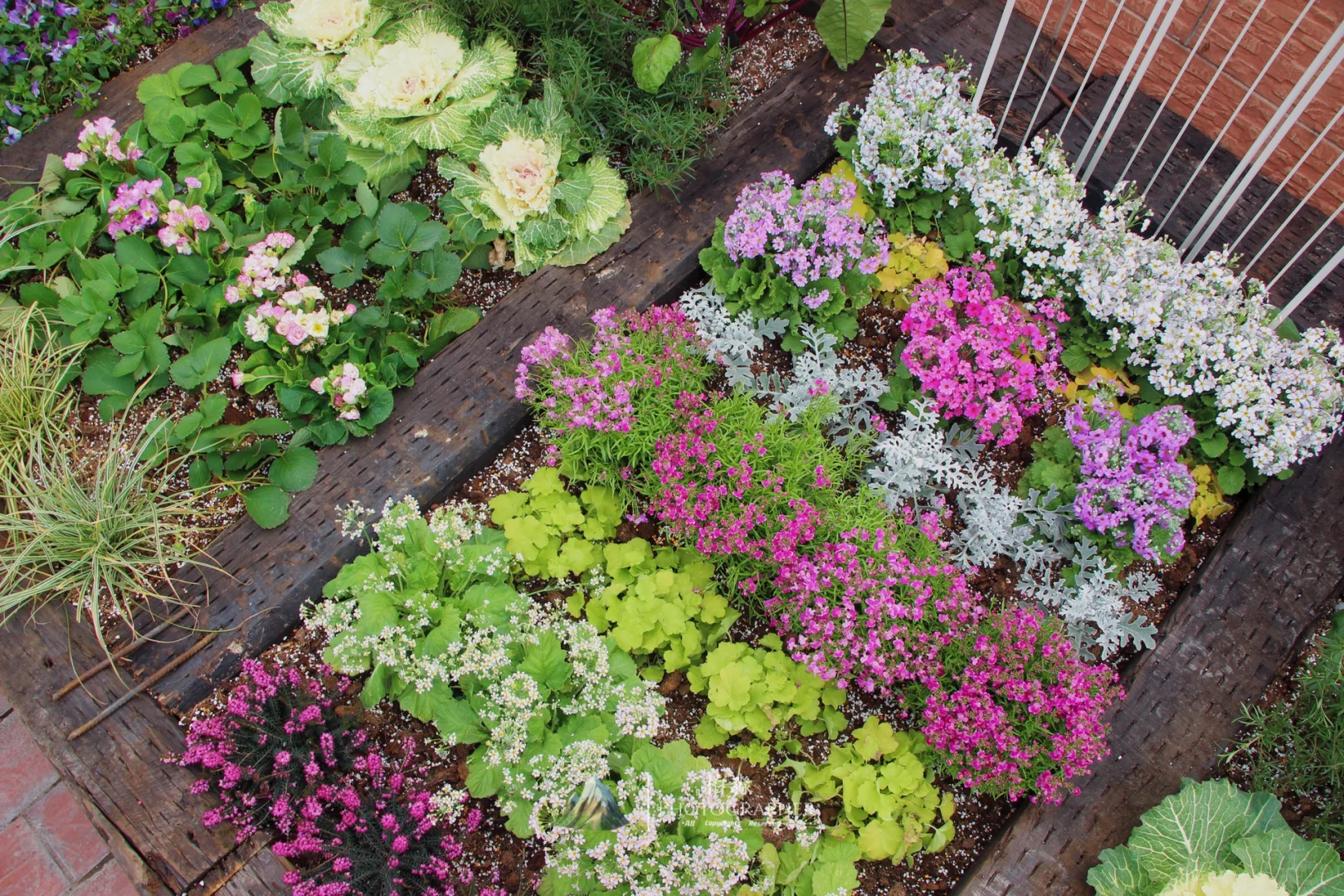 谁看了都会来一句,你这菜园的年味太冲了!