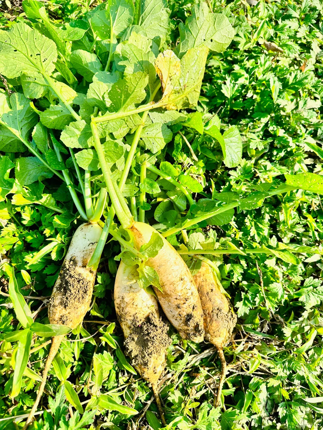 大自然的馈赠???????️