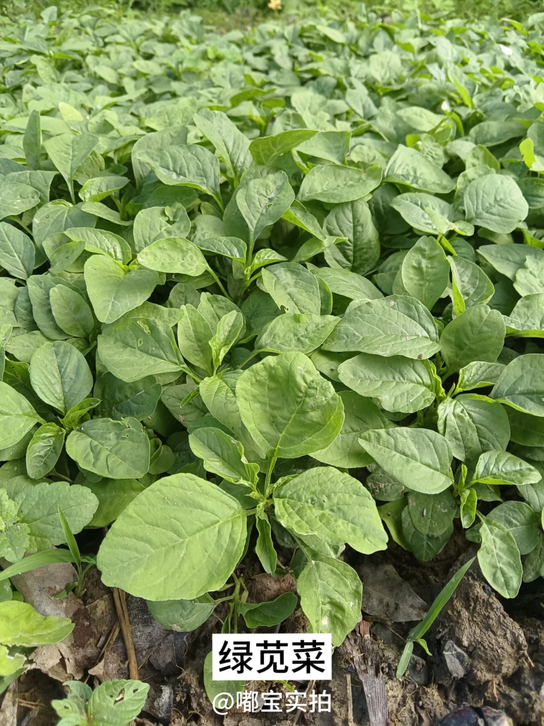 怕你们城里人没见过这些…