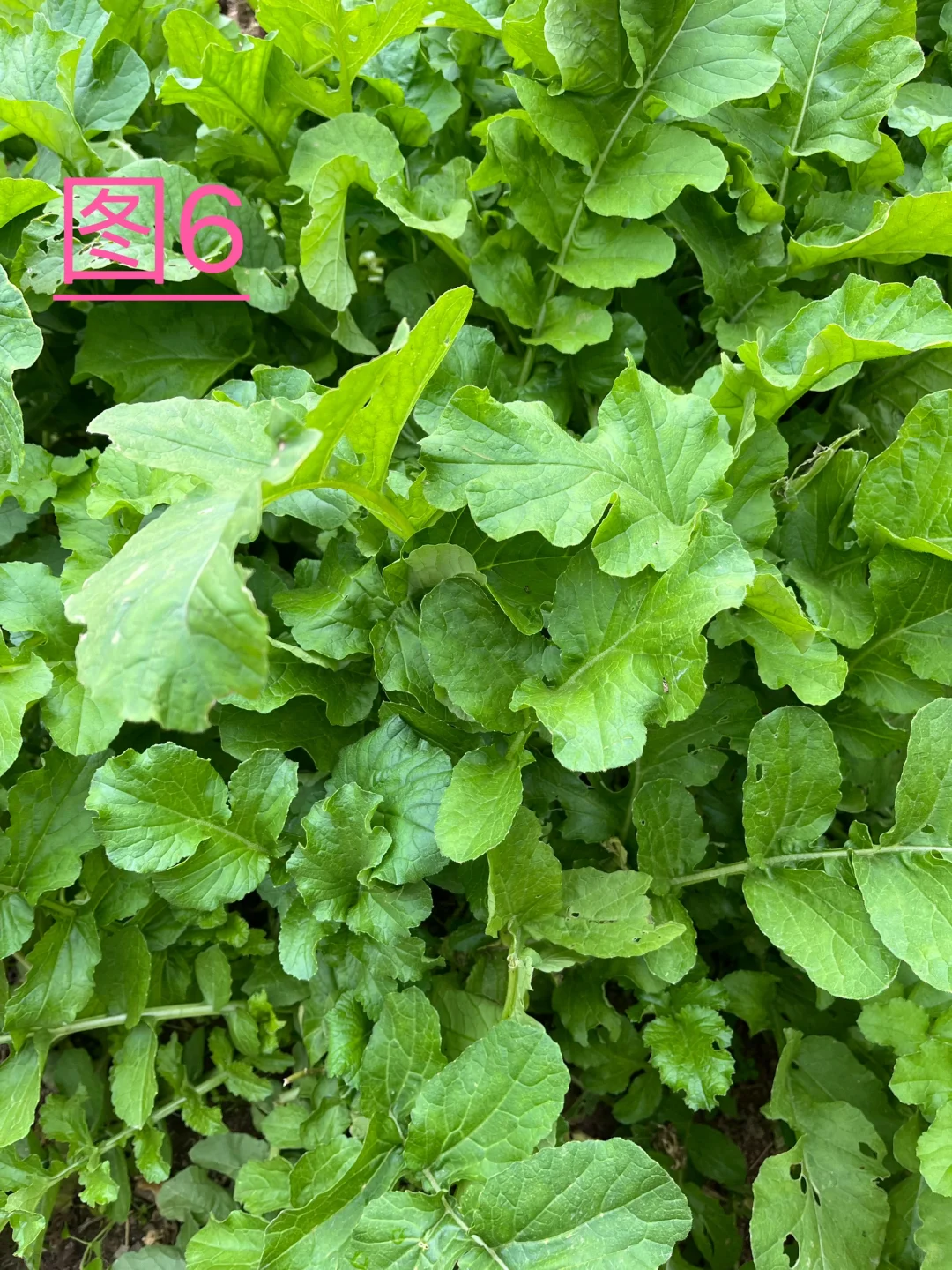 你能认识几种蔬菜呢，我反正没有认全