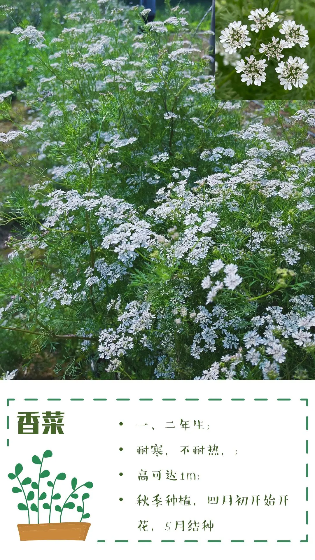 可食花园不可缺少的高颜值蔬菜