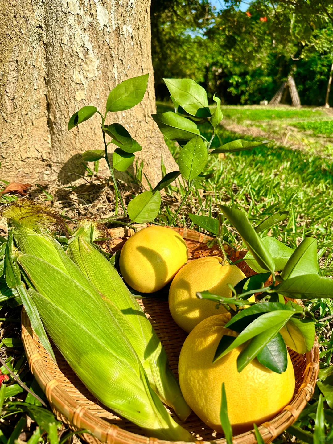 大自然的馈赠???????️