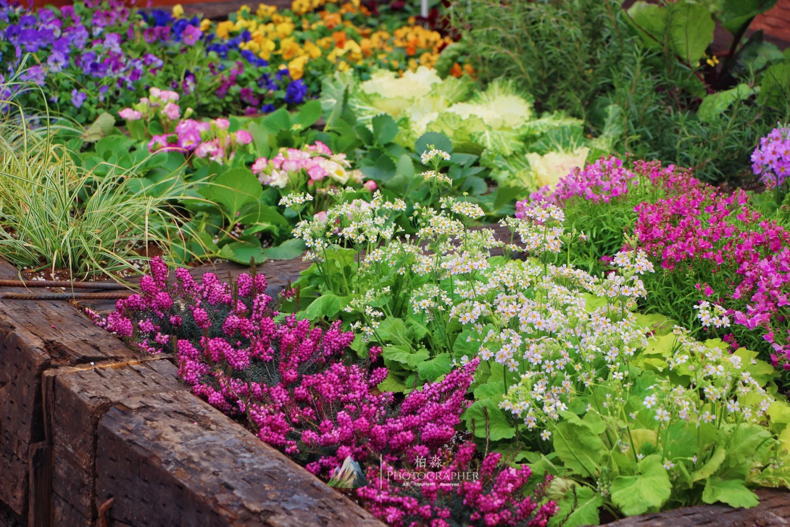 谁看了都会来一句,你这菜园的年味太冲了!