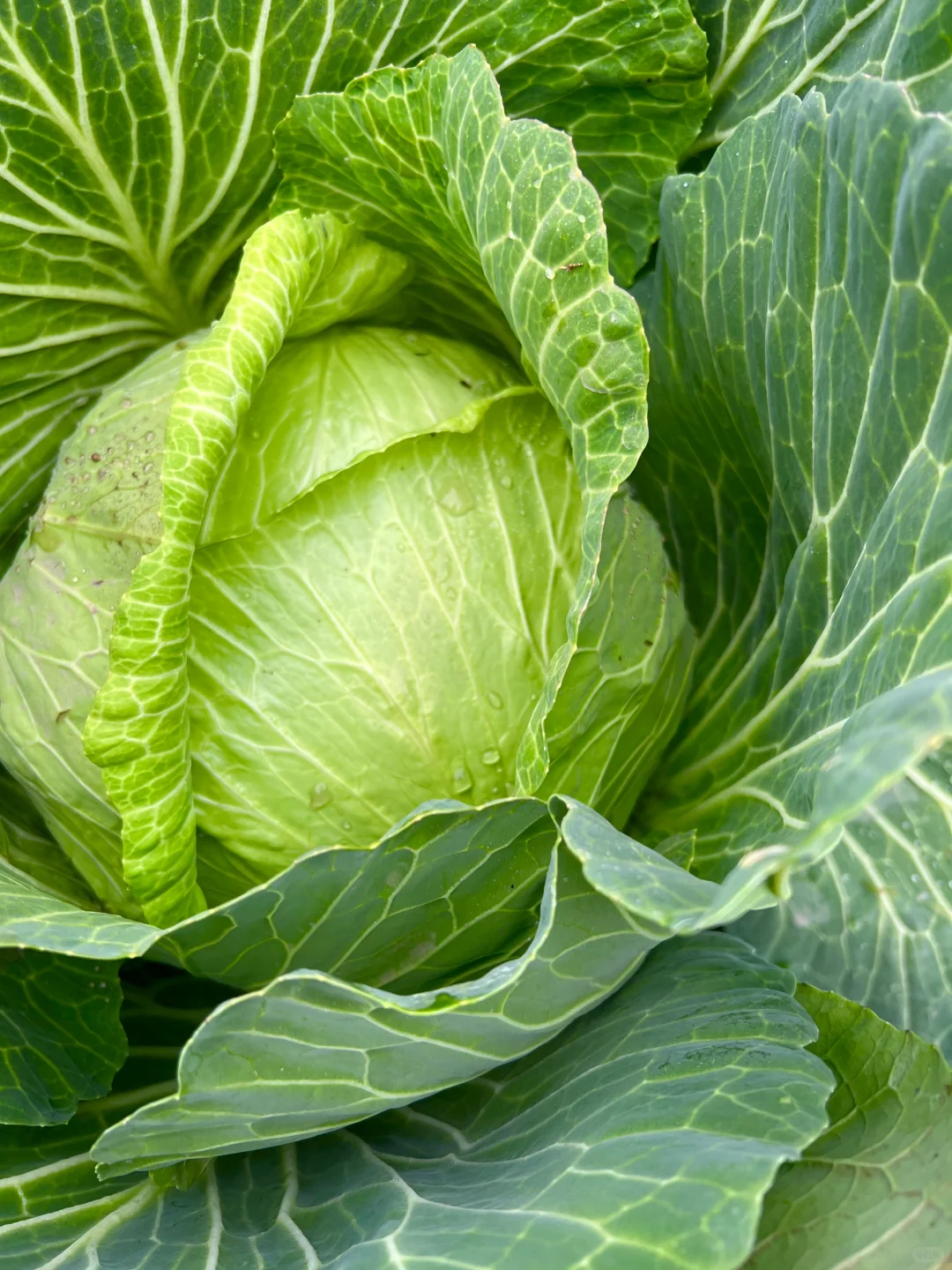 ?补上篇放不下图的冬季蔬菜?